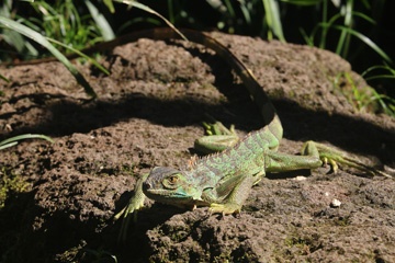 Iguana